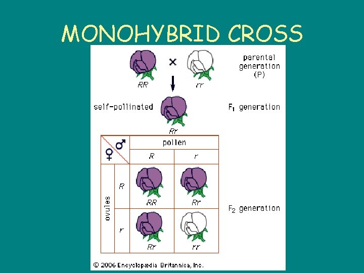 MONOHYBRID CROSS 