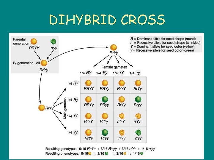 DIHYBRID CROSS 