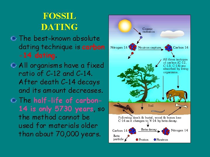 FOSSIL DATING The best-known absolute dating technique is carbon -14 dating. All organisms have