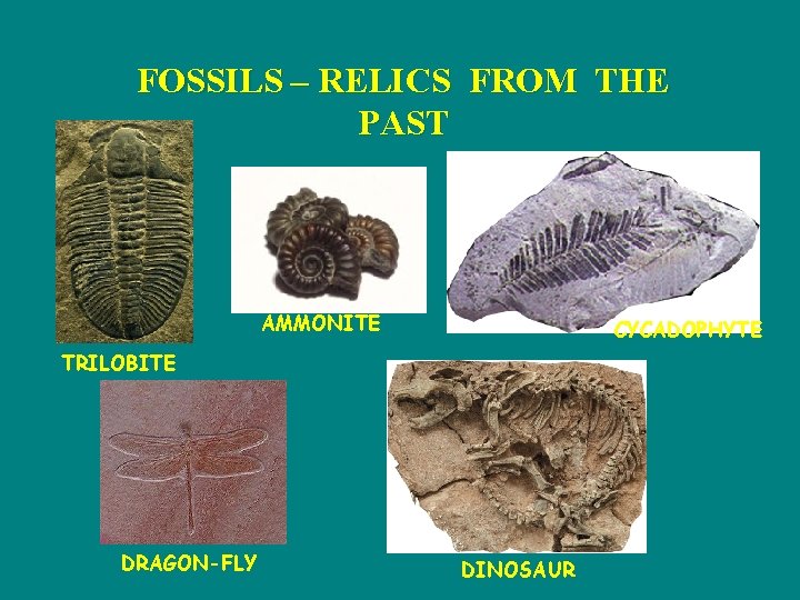 FOSSILS – RELICS FROM THE PAST AMMONITE CYCADOPHYTE TRILOBITE DRAGON-FLY DINOSAUR 
