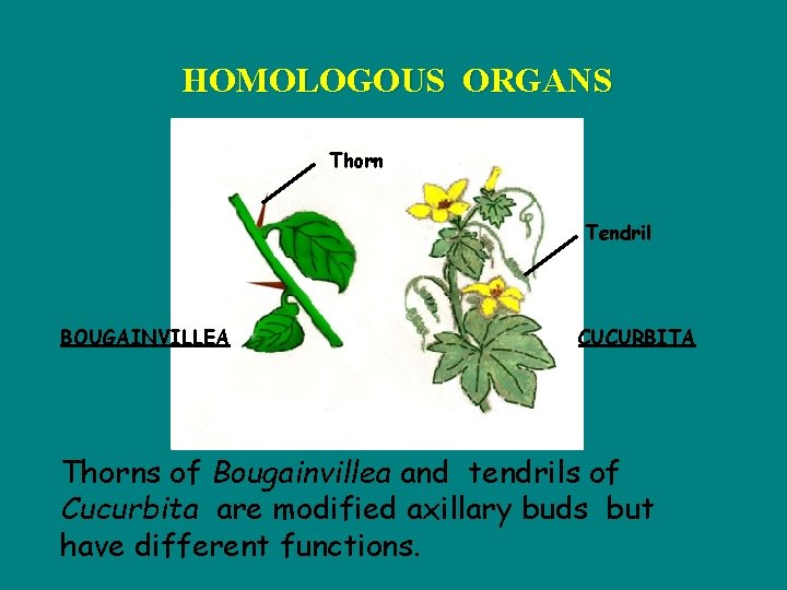 HOMOLOGOUS ORGANS Thorn Tendril BOUGAINVILLEA CUCURBITA Thorns of Bougainvillea and tendrils of Cucurbita are