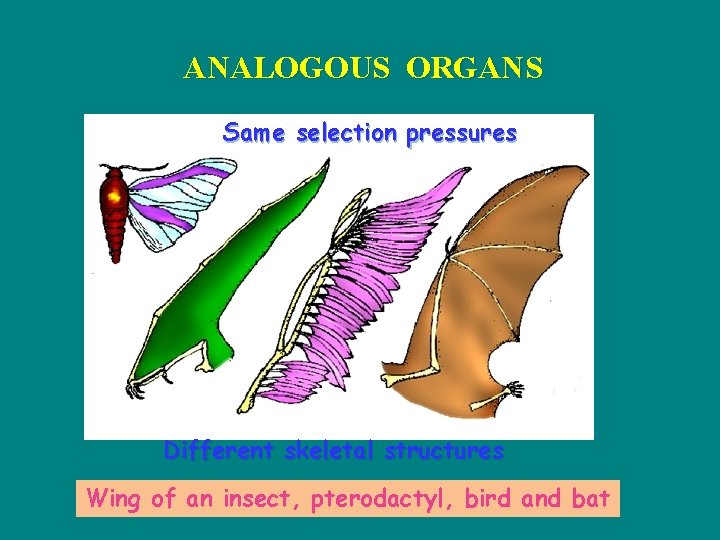 ANALOGOUS ORGANS Same selection pressures Different skeletal structures Wing of an insect, pterodactyl, bird