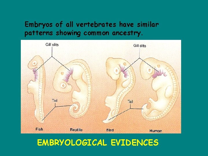 Embryos of all vertebrates have similar patterns showing common ancestry. EMBRYOLOGICAL EVIDENCES 