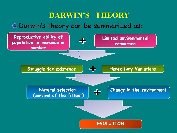 DARWIN’S THEORY Darwin’s theory can be summarized as: Reproductive ability of population to increase