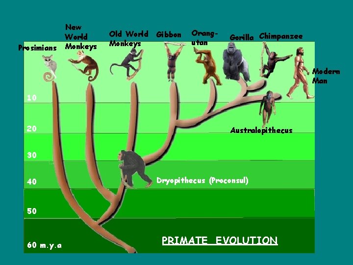 Prosimians New World Monkeys Old World Monkeys Gibbon Orangutan Gorilla Chimpanzee Modern Man 10