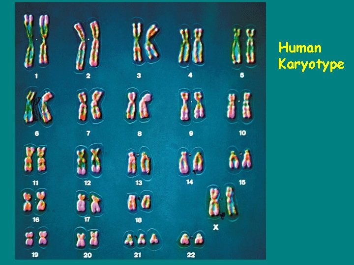 Human Karyotype 