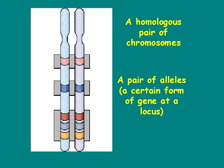 A homologous pair of chromosomes A pair of alleles (a certain form of gene