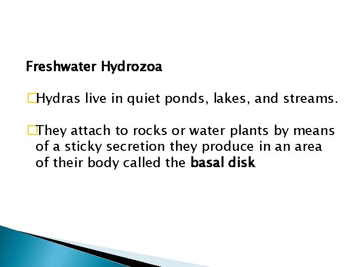 Freshwater Hydrozoa �Hydras live in quiet ponds, lakes, and streams. �They attach to rocks