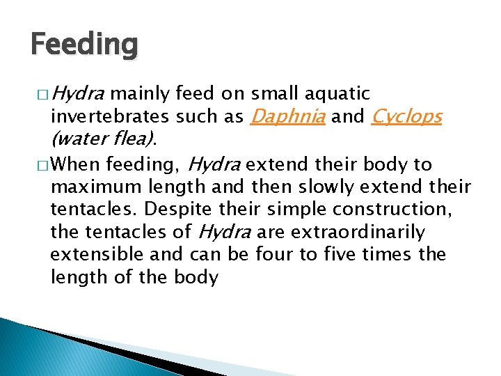 Feeding � Hydra mainly feed on small aquatic invertebrates such as Daphnia and Cyclops