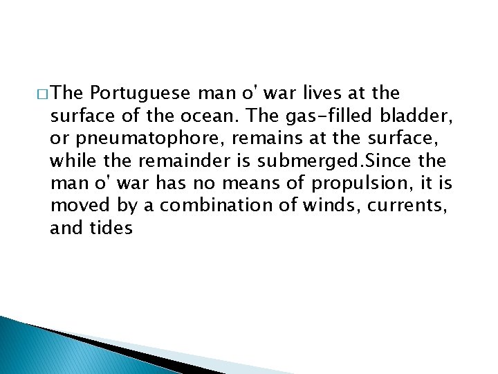 � The Portuguese man o' war lives at the surface of the ocean. The