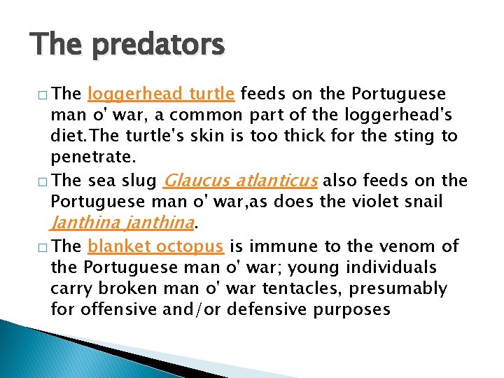 The predators � The loggerhead turtle feeds on the Portuguese man o' war, a