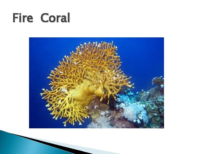 Fire Coral 