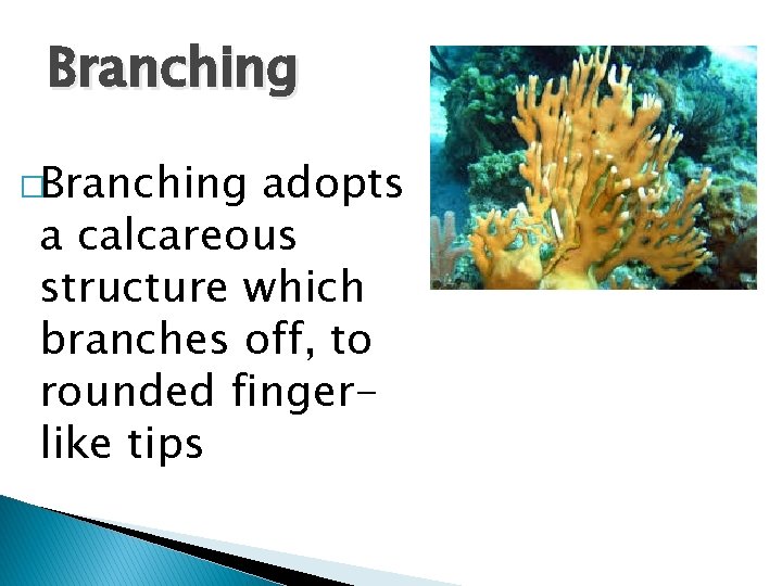 Branching �Branching adopts a calcareous structure which branches off, to rounded fingerlike tips 