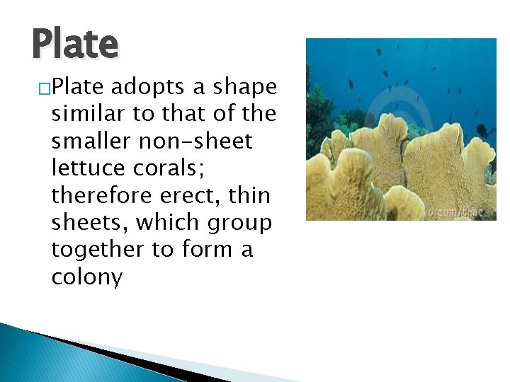 Plate �Plate adopts a shape similar to that of the smaller non-sheet lettuce corals;