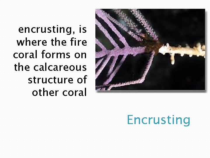 encrusting, is where the fire coral forms on the calcareous structure of other coral