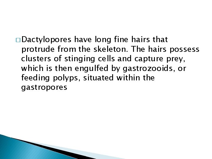 � Dactylopores have long fine hairs that protrude from the skeleton. The hairs possess