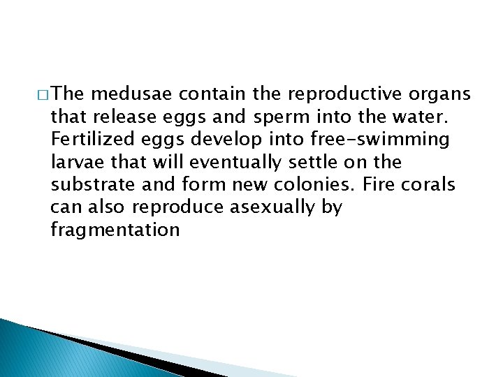� The medusae contain the reproductive organs that release eggs and sperm into the