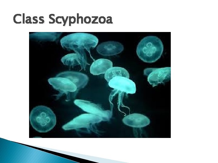 Class Scyphozoa 