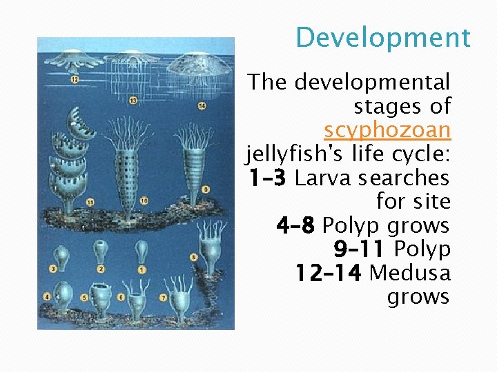 Development The developmental stages of scyphozoan jellyfish's life cycle: 1– 3 Larva searches for