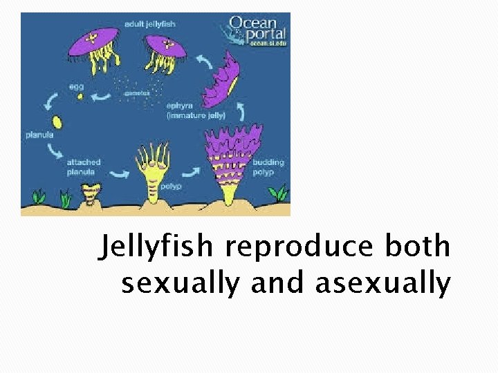 Jellyfish reproduce both sexually and asexually 