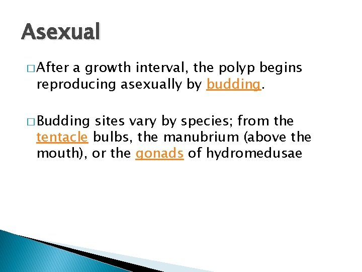 Asexual � After a growth interval, the polyp begins reproducing asexually by budding. �