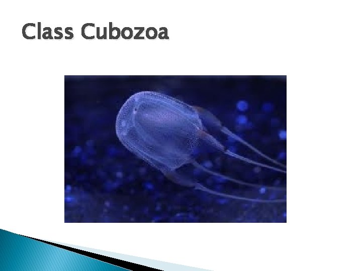 Class Cubozoa 