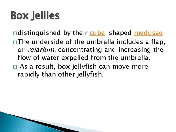Box Jellies � distinguished by their cube-shaped medusae � The underside of the umbrella