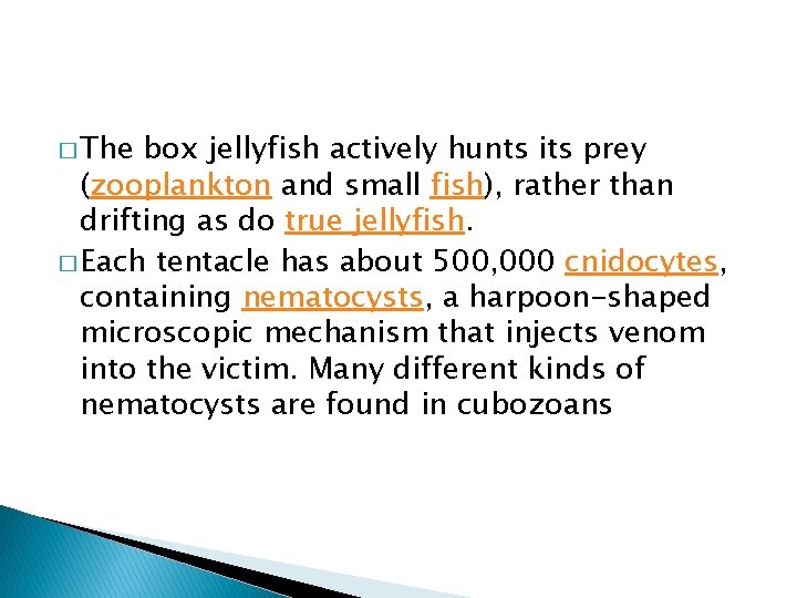 � The box jellyfish actively hunts its prey (zooplankton and small fish), rather than