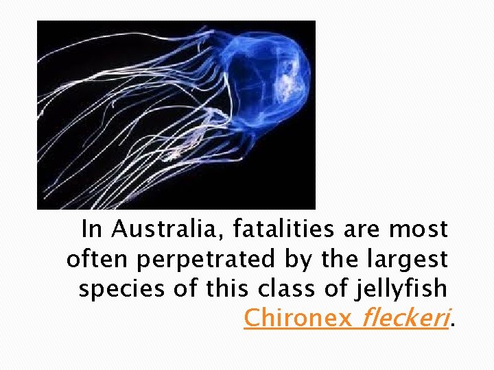 In Australia, fatalities are most often perpetrated by the largest species of this class