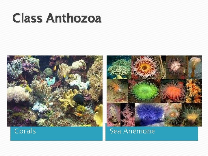 Class Anthozoa Corals Sea Anemone 