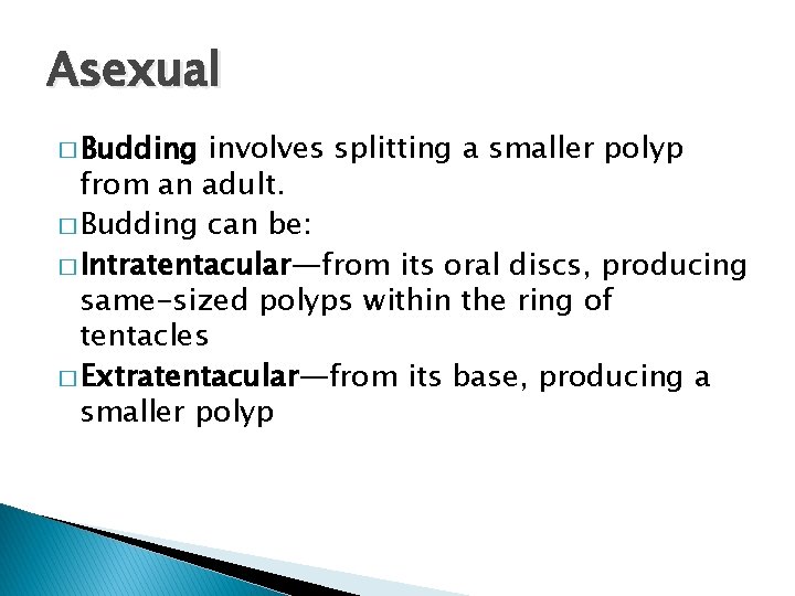Asexual � Budding involves splitting a smaller polyp from an adult. � Budding can