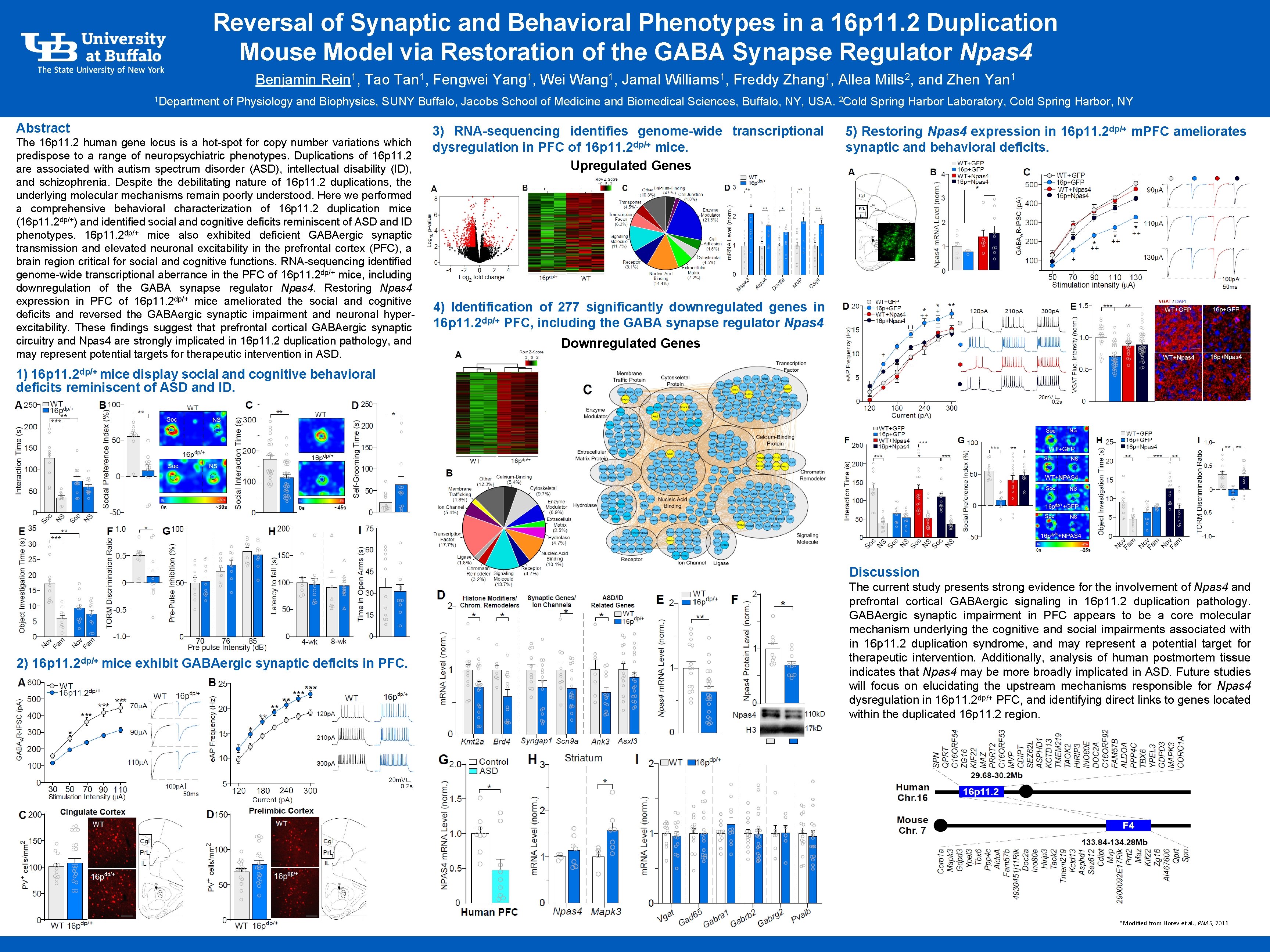 Reversal of Synaptic and Behavioral Phenotypes in a