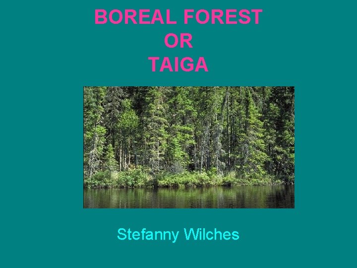 BOREAL FOREST OR TAIGA Stefanny Wilches 