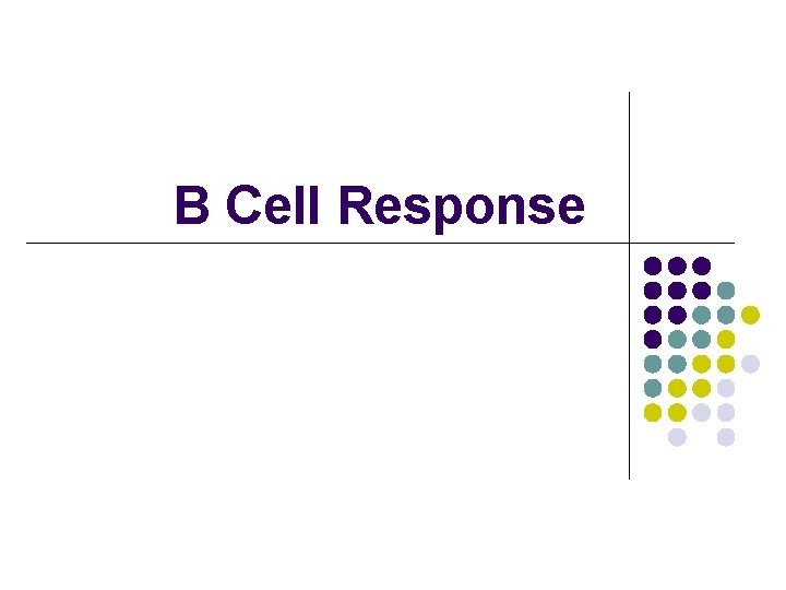 B Cell Response 
