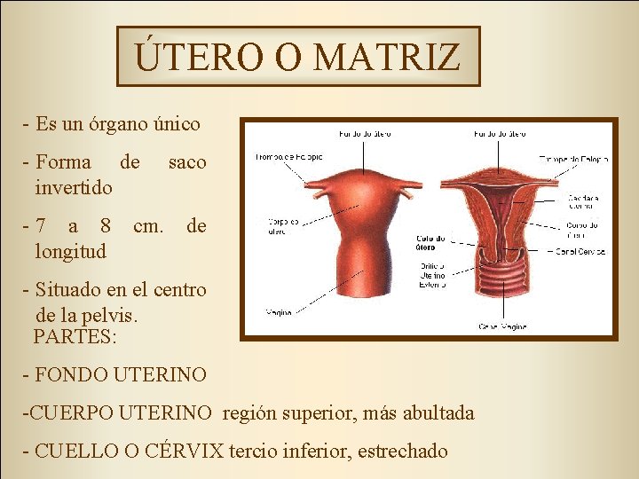 ÚTERO O MATRIZ - Es un órgano único - Forma de invertido -7 a