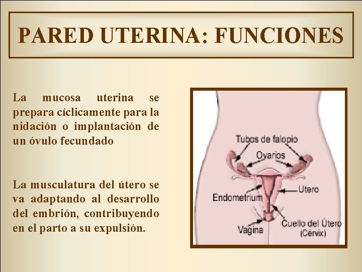 PARED UTERINA: FUNCIONES La mucosa uterina se prepara cíclicamente para la nidación o implantación