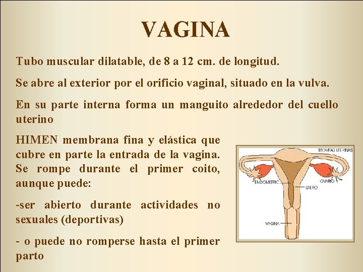 VAGINA Tubo muscular dilatable, de 8 a 12 cm. de longitud. Se abre al