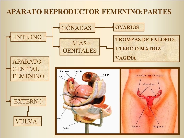 APARATO REPRODUCTOR FEMENINO: PARTES GÓNADAS INTERNO APARATO GENITAL FEMENINO EXTERNO VULVA VÍAS GENITALES OVARIOS