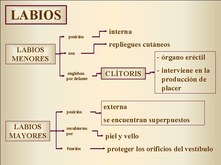 LABIOS posición LABIOS MENORES repliegues cutáneos son engloban por delante posición LABIOS MAYORES interna