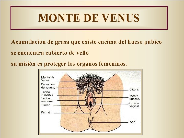 MONTE DE VENUS Acumulación de grasa que existe encima del hueso púbico se encuentra