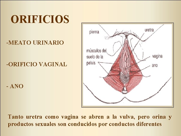 ORIFICIOS -MEATO URINARIO -ORIFICIO VAGINAL - ANO Tanto uretra como vagina se abren a