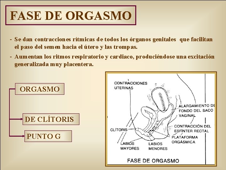 FASE DE ORGASMO - Se dan contracciones rítmicas de todos los órganos genitales que