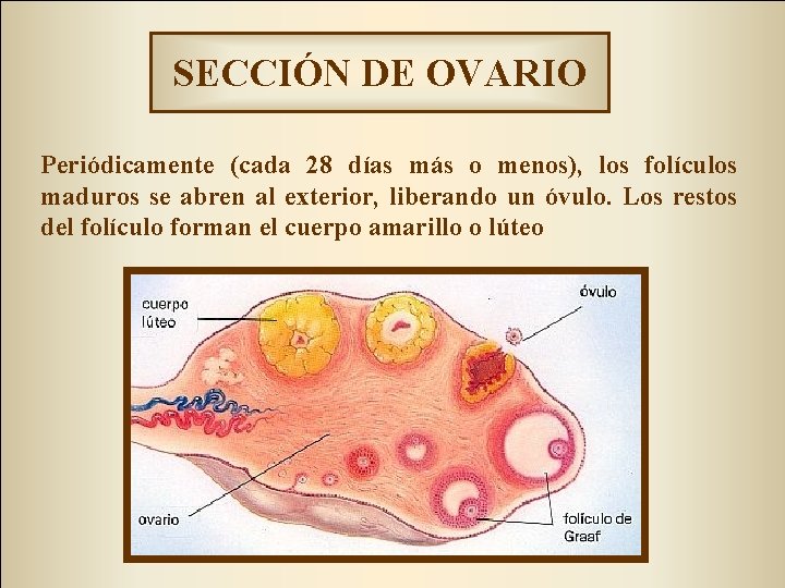 SECCIÓN DE OVARIO Periódicamente (cada 28 días más o menos), los folículos maduros se