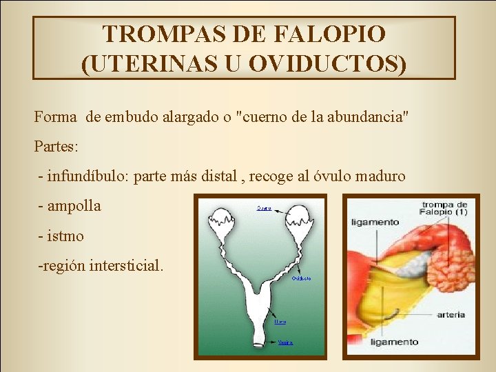 TROMPAS DE FALOPIO (UTERINAS U OVIDUCTOS) Forma de embudo alargado o "cuerno de la