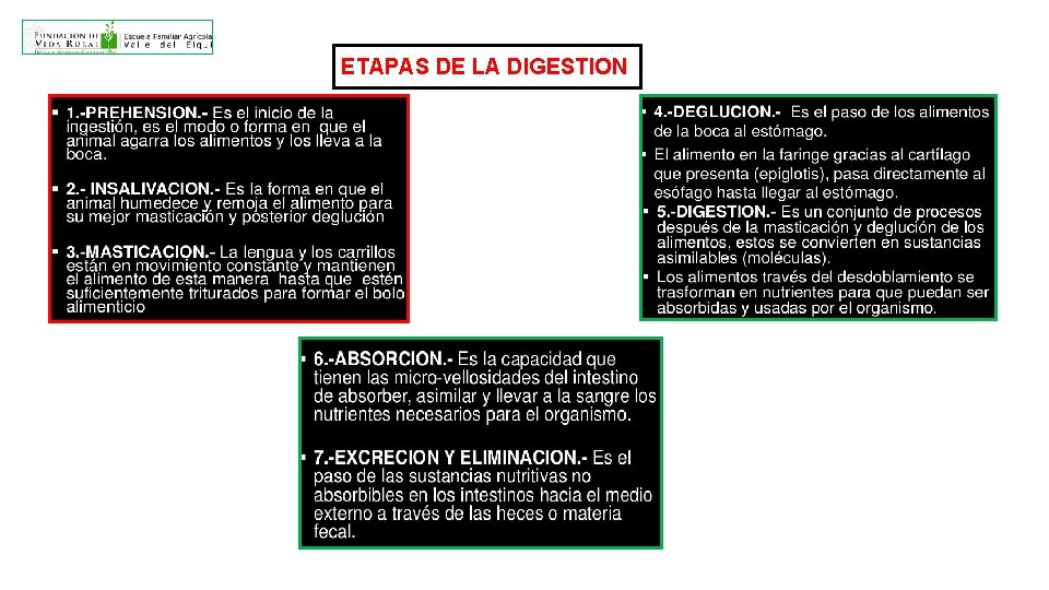 ETAPAS DE LA DIGESTION 