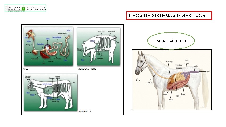 TIPOS DE SISTEMAS DIGESTIVOS MONOGÁSTRICO 