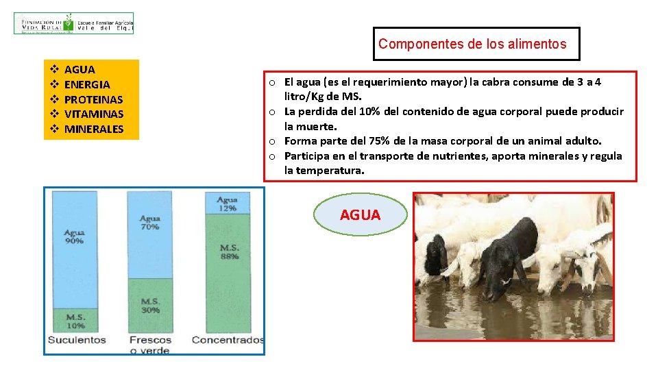 Componentes de los alimentos v v v AGUA ENERGIA PROTEINAS VITAMINAS MINERALES o El