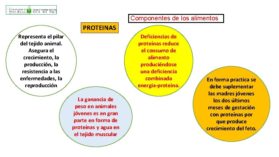 Componentes de los alimentos PROTEINAS Representa el pilar del tejido animal. Asegura el crecimiento,