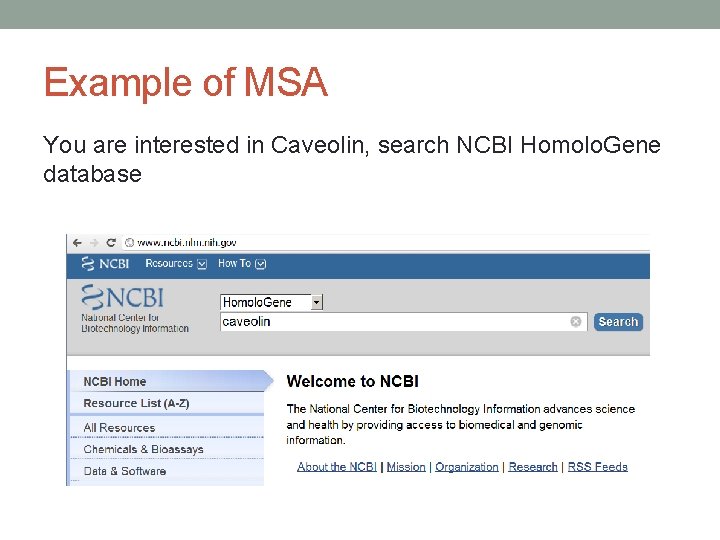 Example of MSA You are interested in Caveolin, search NCBI Homolo. Gene database 