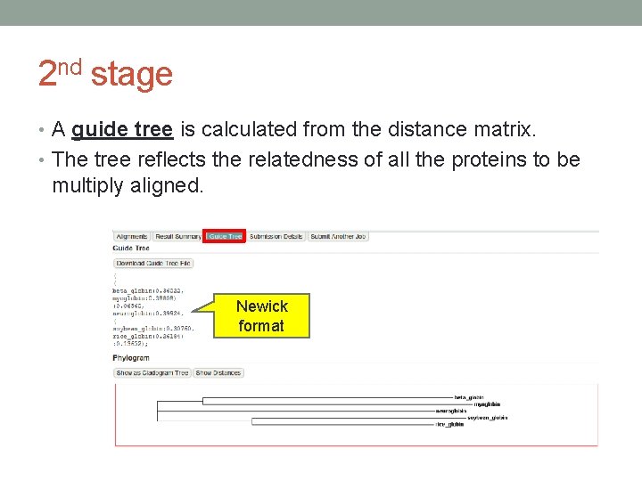 2 nd stage • A guide tree is calculated from the distance matrix. •
